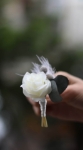 Beyaz soft yaka çiçeği resimleri