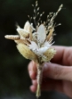 Natural yaka çiçeği resimler