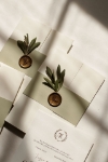 Olive resmi