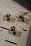 Olive resmi